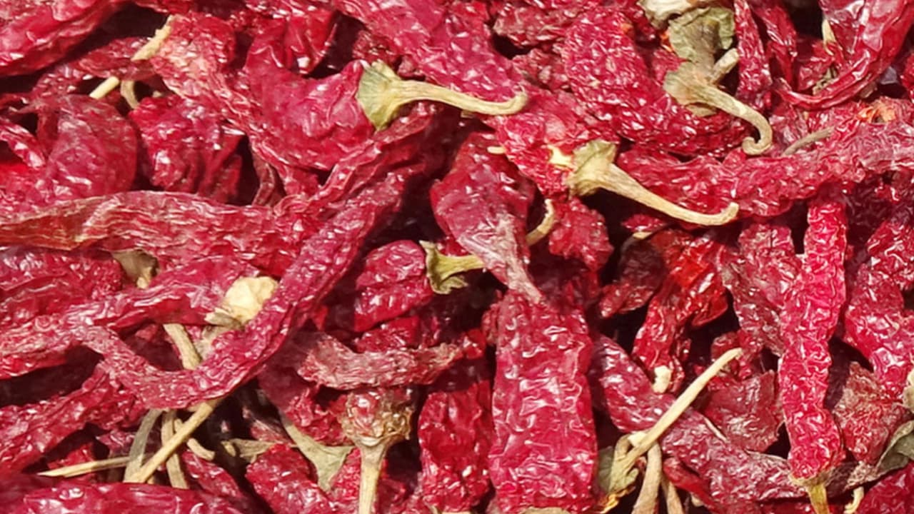Record High Dabbi Chilli Prices Hit Rs 90 000 Per Quintal at Byadgi Market Record High Dabbi Chilli Prices Hit Rs 90 000 Per Quintal at Byadgi Market