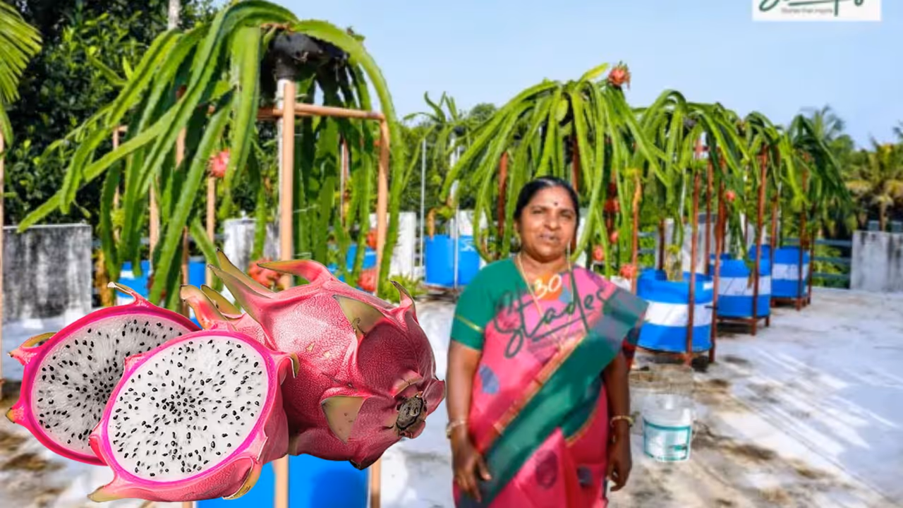 grows dragon fruit on terrace grows dragon fruit on terrace