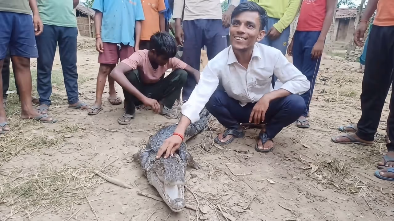 Aligarh Villagers play with crocodile Aligarh Villagers play with crocodile