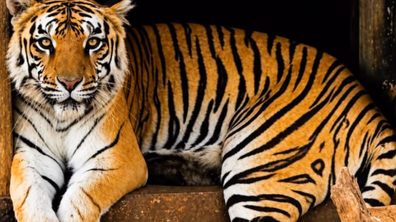Shivamogga dashami tiger death Shivamogga dashami tiger death