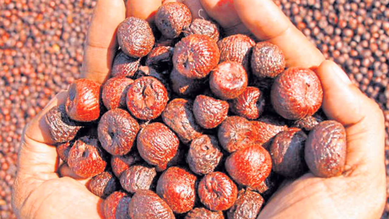 Chinese synthetic arecanut seized near Kolar Chinese synthetic arecanut seized near Kolar