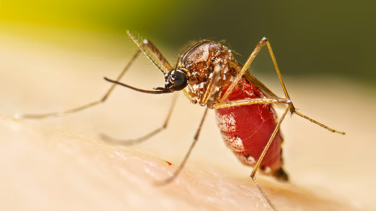 chikungunya chikungunya