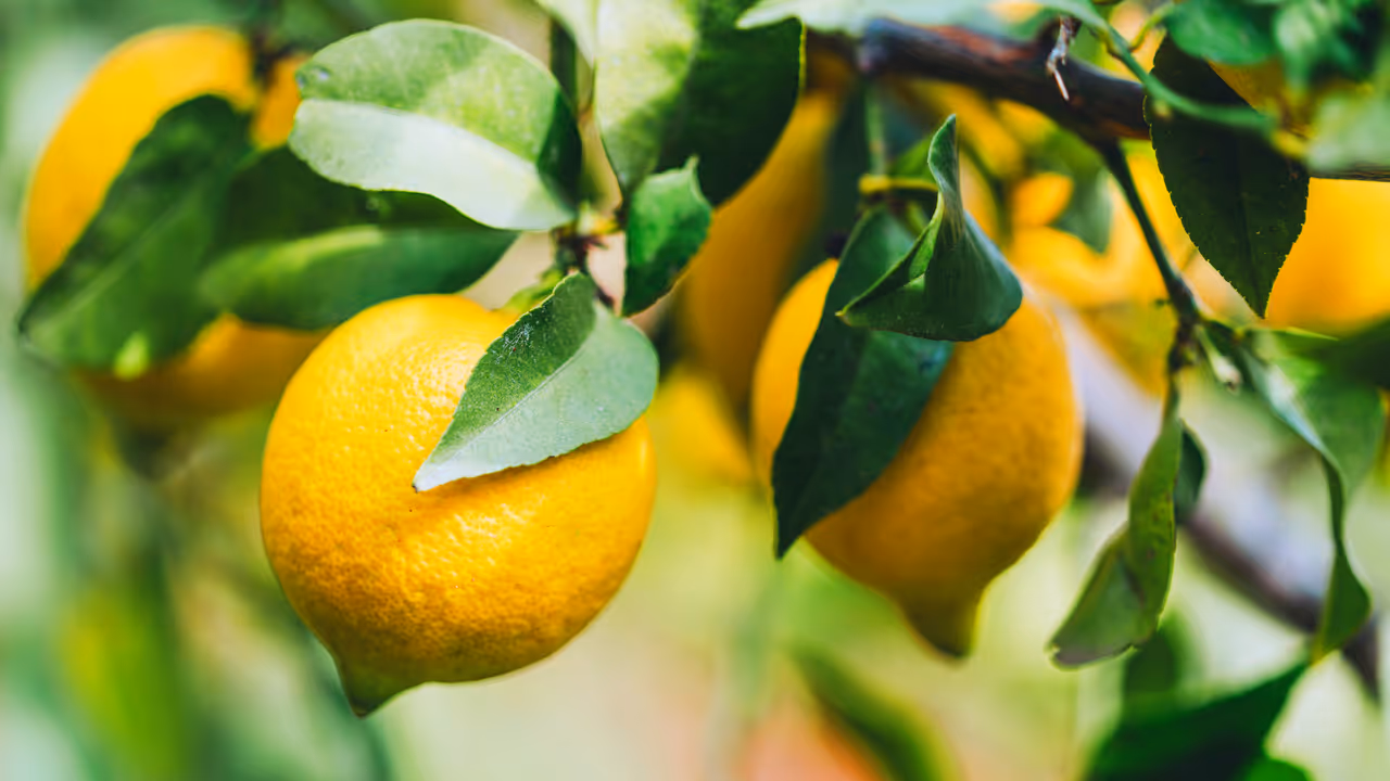 Lemons at a Bengaluru market as prices soar amid Karnataka's drought Lemons at a Bengaluru market as prices soar amid Karnataka's drought