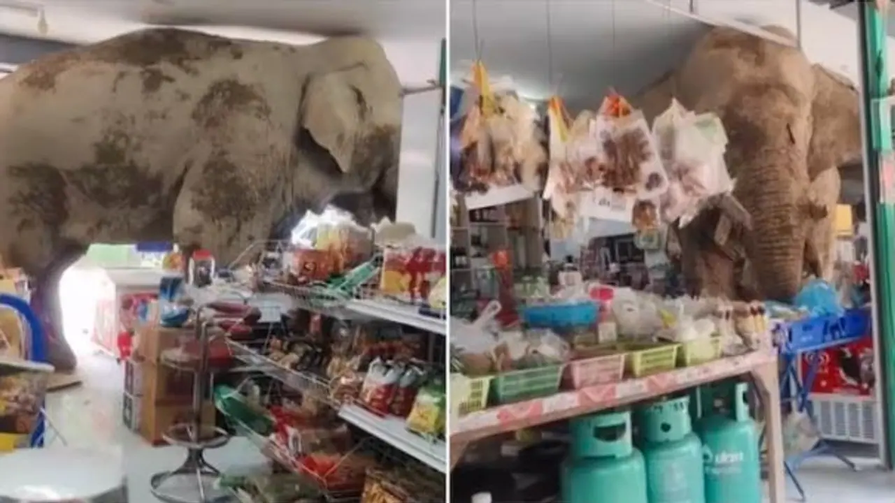 Elephant's Clever Grocery Heist in Thailand