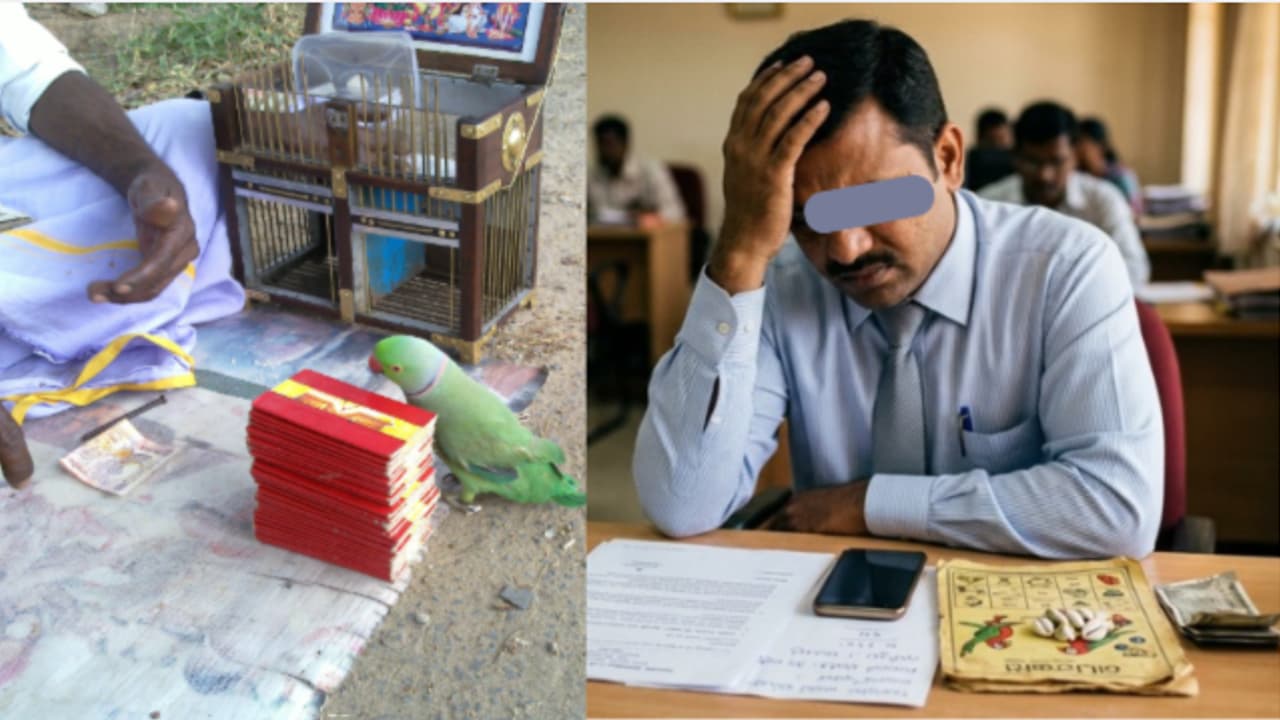 Parrot Astrologer Cheat Parrot Astrologer Cheat