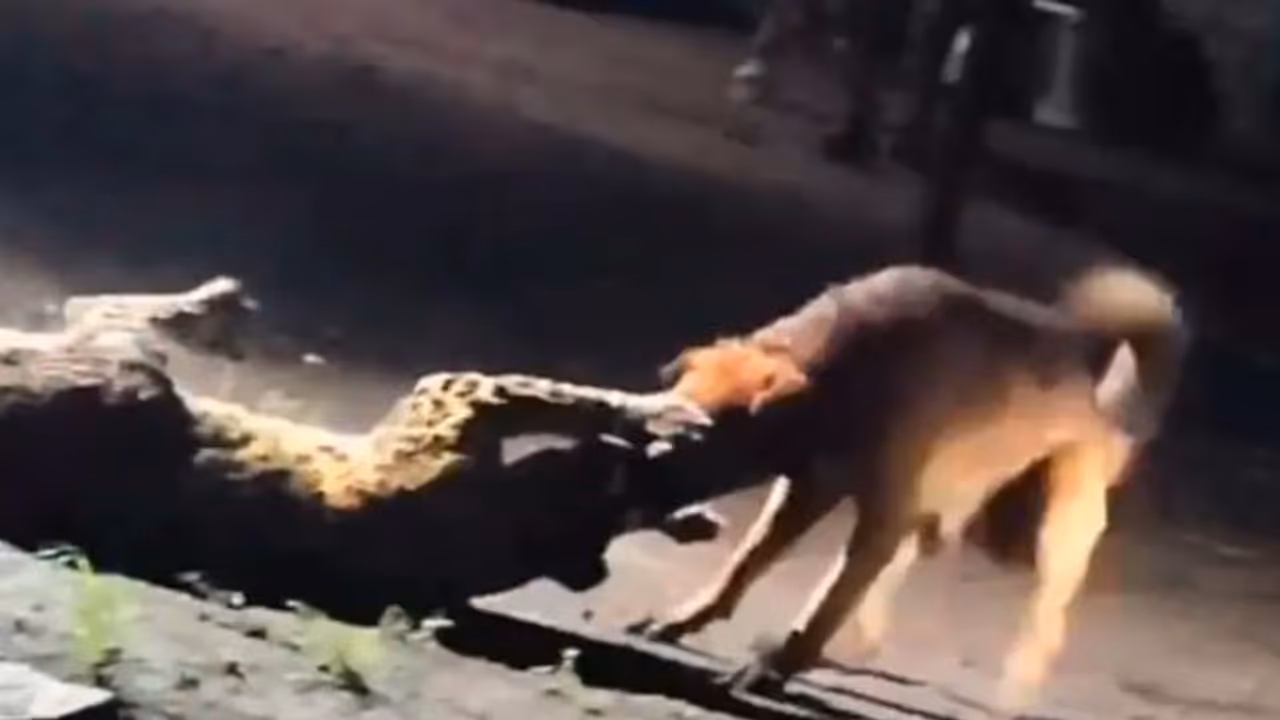 Street Dog Takes Down Leopard in Maharashtra's Nashik