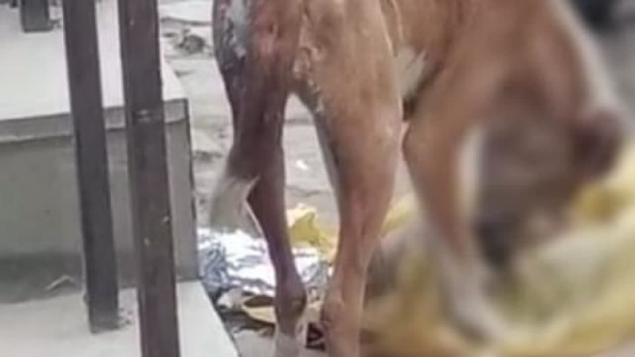 कटे हुए मानव अंग को कुत्ते घंटों नोचते रहे लेकिन अस्पताल प्रबंधन संवेदनहीन बना रहा। कटे हुए मानव अंग को कुत्ते घंटों नोचते रहे लेकिन अस्पताल प्रबंधन संवेदनहीन बना रहा।