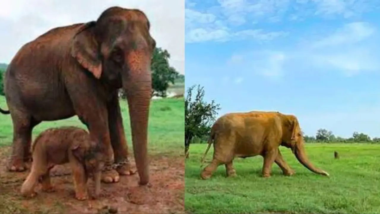 elephant vastala elephant vastala