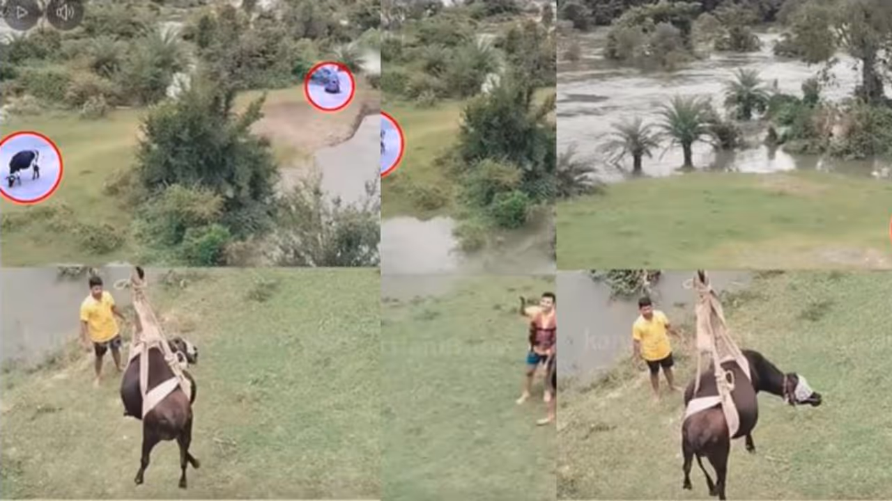 Cows Rescued from River