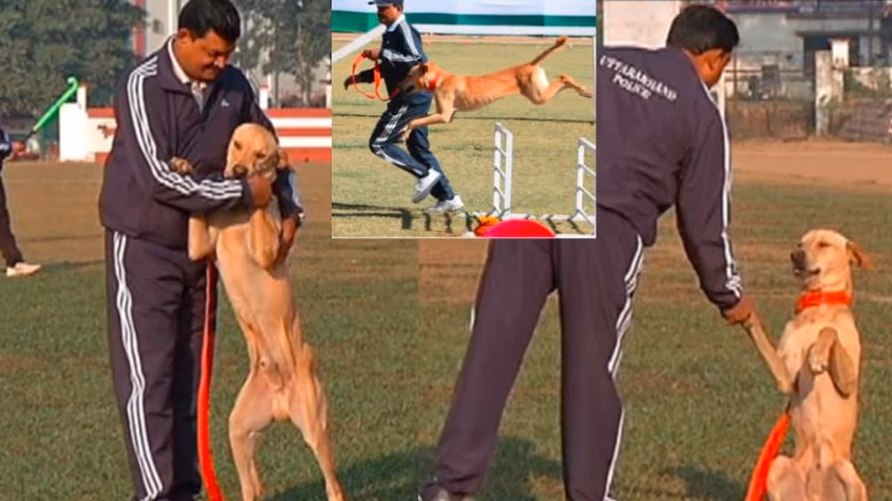 Street Dog Becomes Rising Star of Uttarakhand Police Force