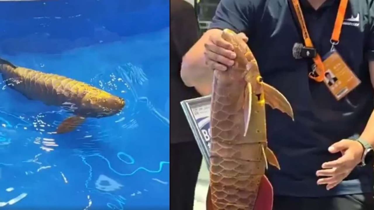 spy fish spy fish