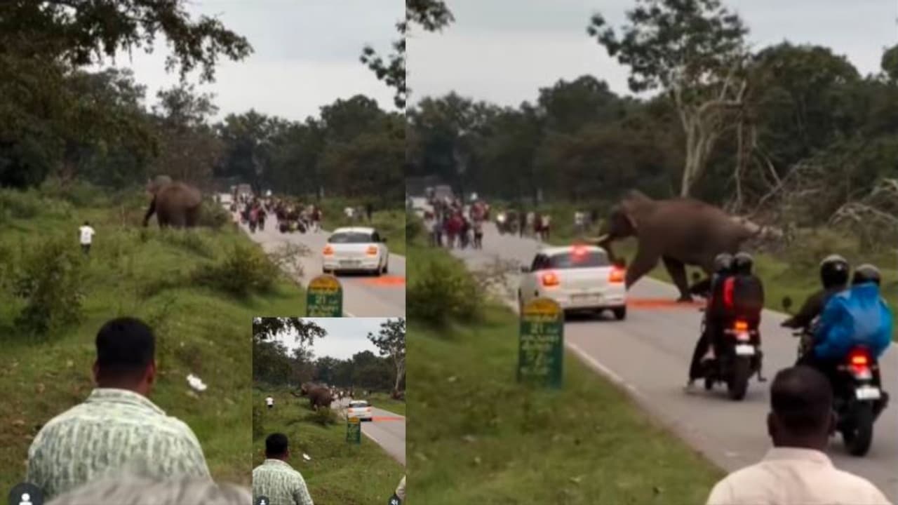 Bandipur Elephant Attack