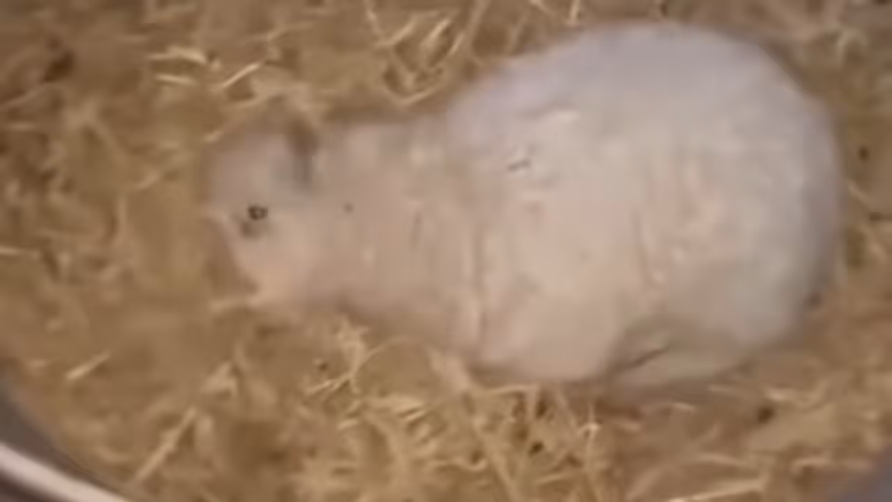 Baby Lamb Pretends To Be Dead Whenever Someone Approaches Baby Lamb Pretends To Be Dead Whenever Someone Approaches