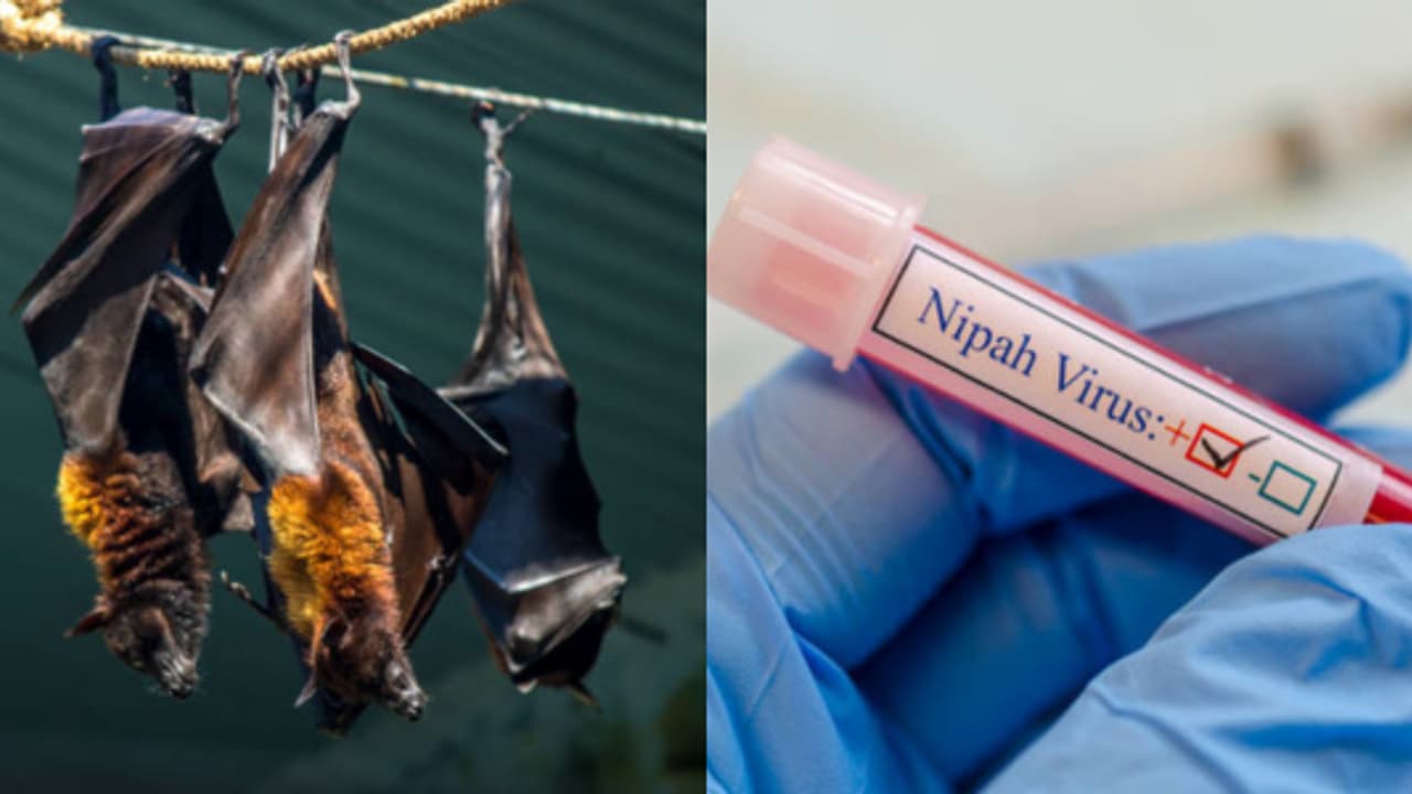 nipah virus nipah virus