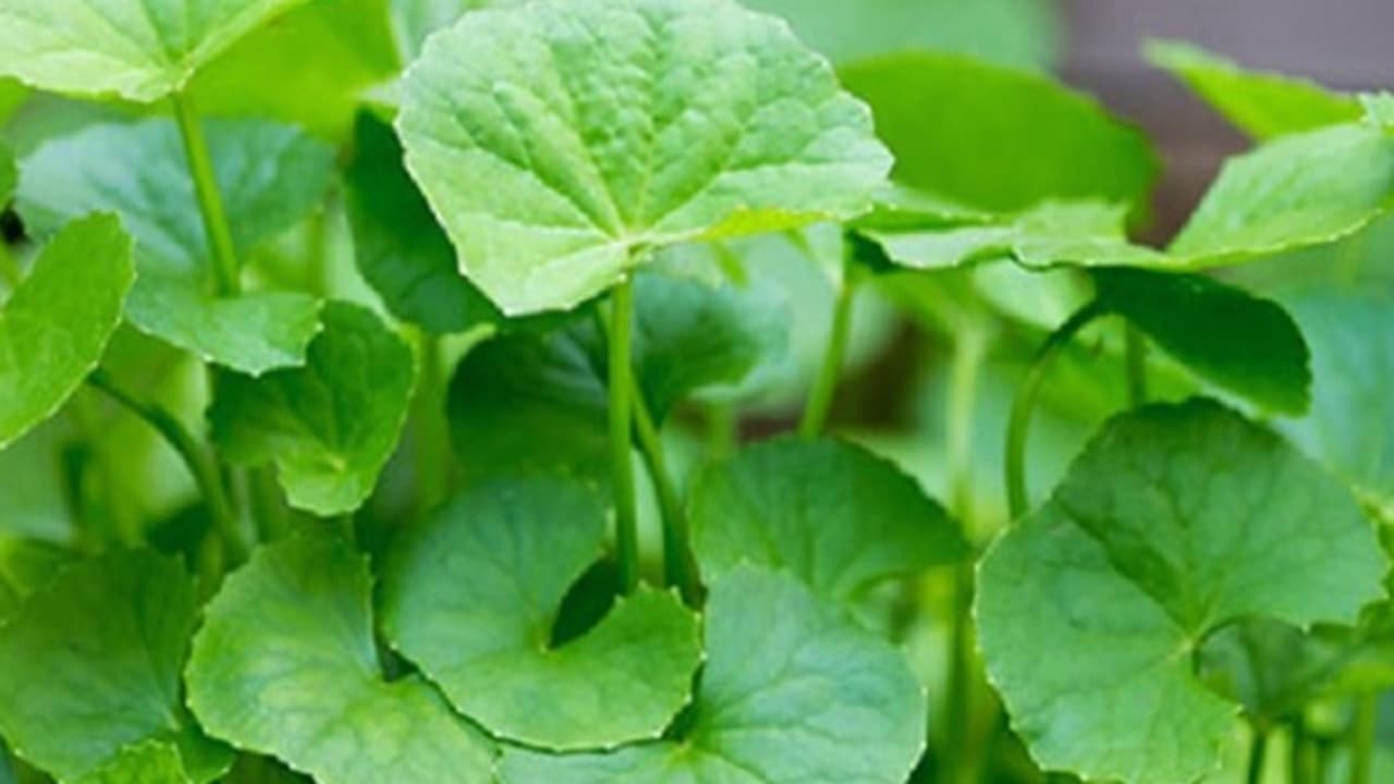 Thankuni Leaves Thankuni Leaves