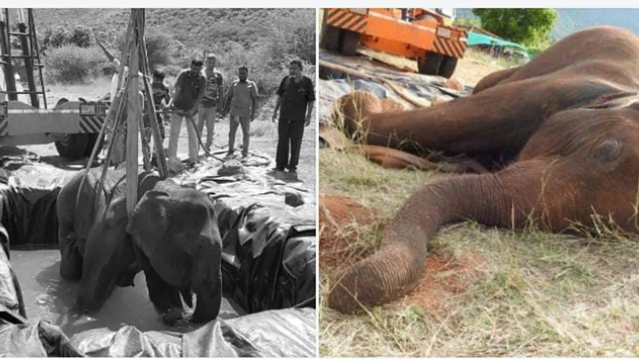 KOVAI ELEPHANT DEATH KOVAI ELEPHANT DEATH