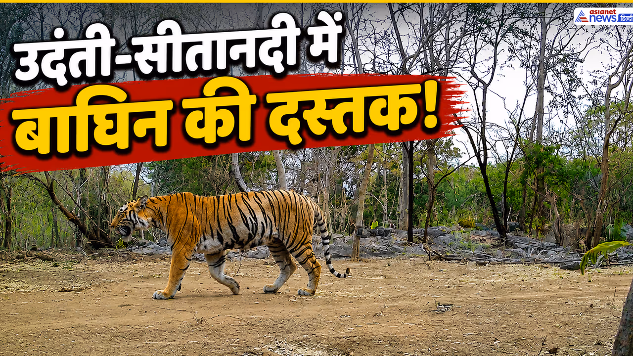 udanti sitanadi tiger reserve tigress spotted udanti sitanadi tiger reserve tigress spotted