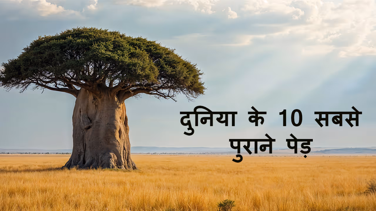 10 world oldest tree with their location 10 world oldest tree with their location