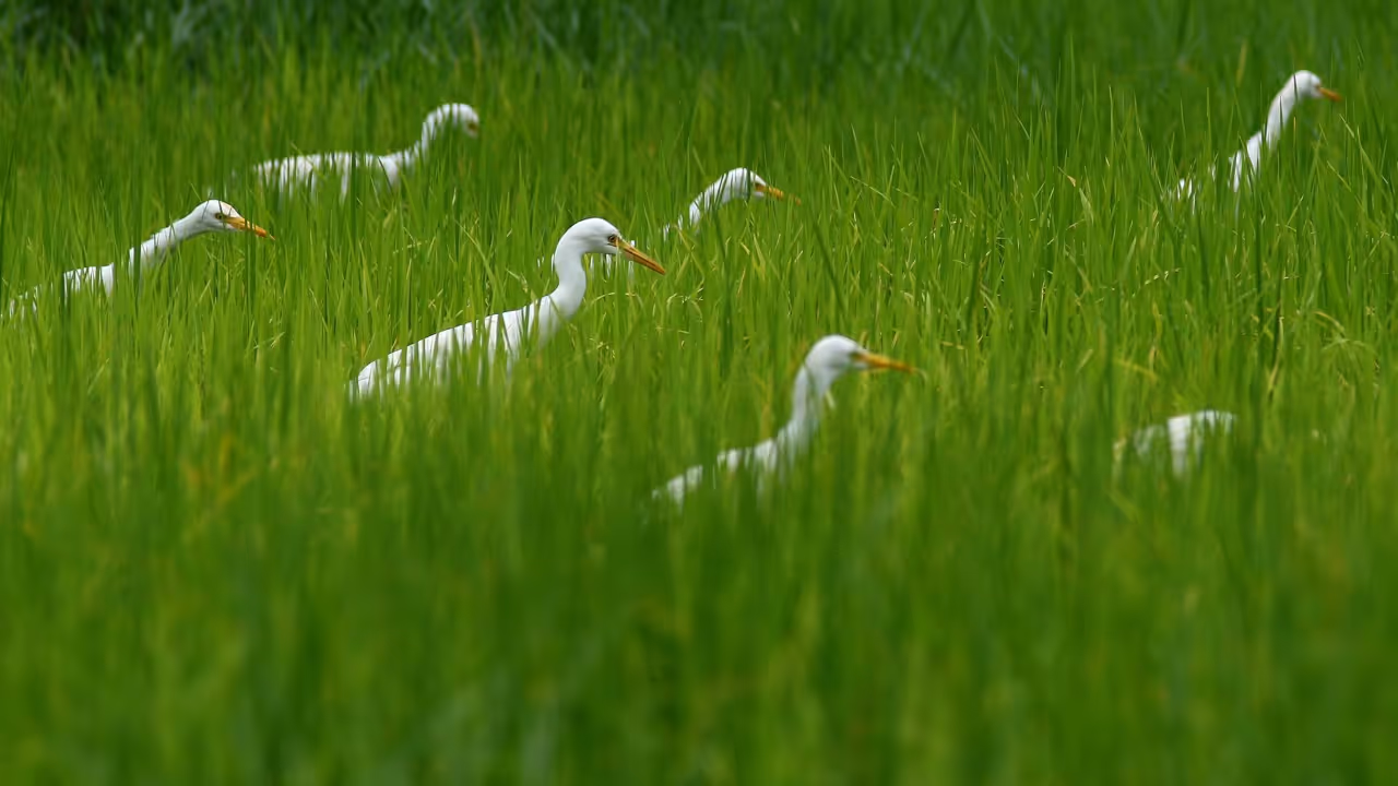 78 species of birds 78 species of birds