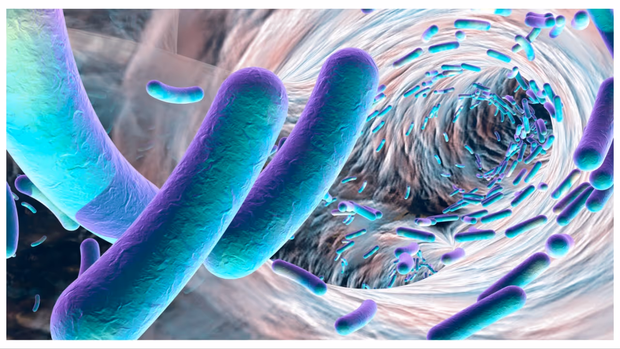 shigella shigella