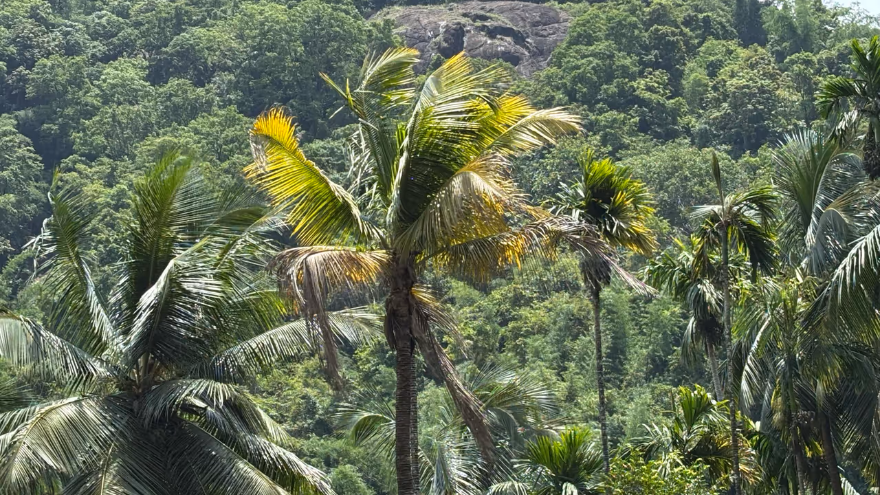 മഞ്ഞളിപ്പ് രോഗം