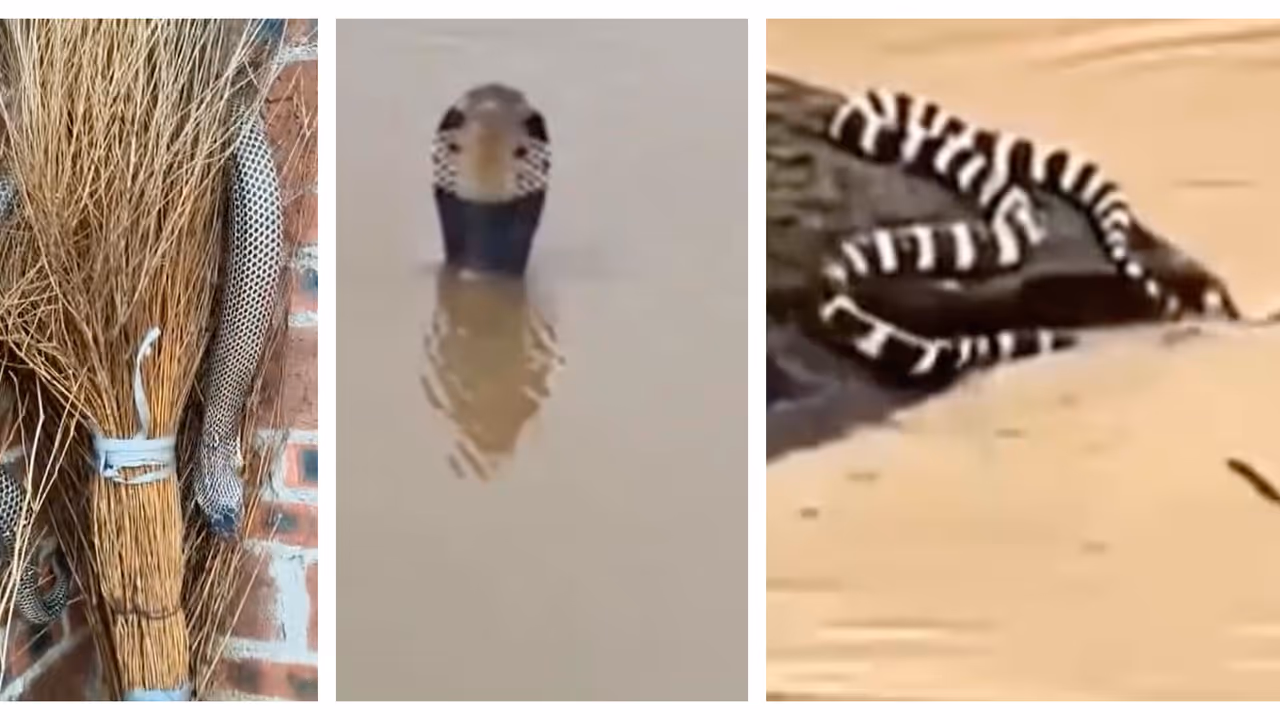 snakes in the flood water in China snakes in the flood water in China