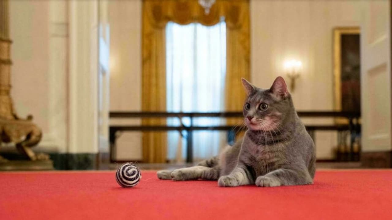 first cat to join Bidens in White House first cat to join Bidens in White House