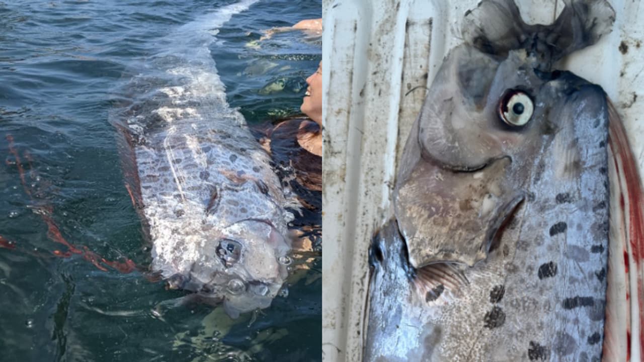 oarfish washed away