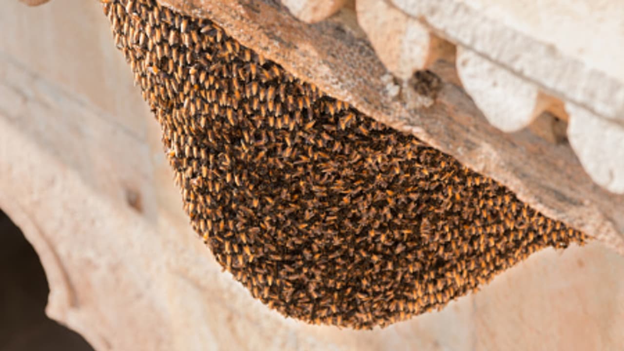 wasp nest wasp nest