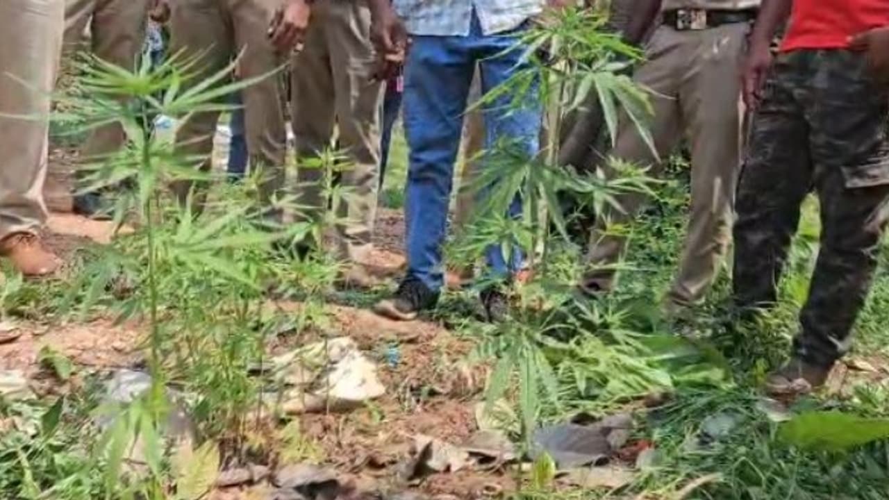 ganja plant ganja plant