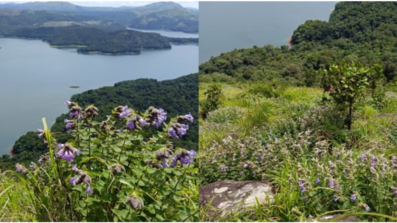 Kalyanathandu Kalyanathandu