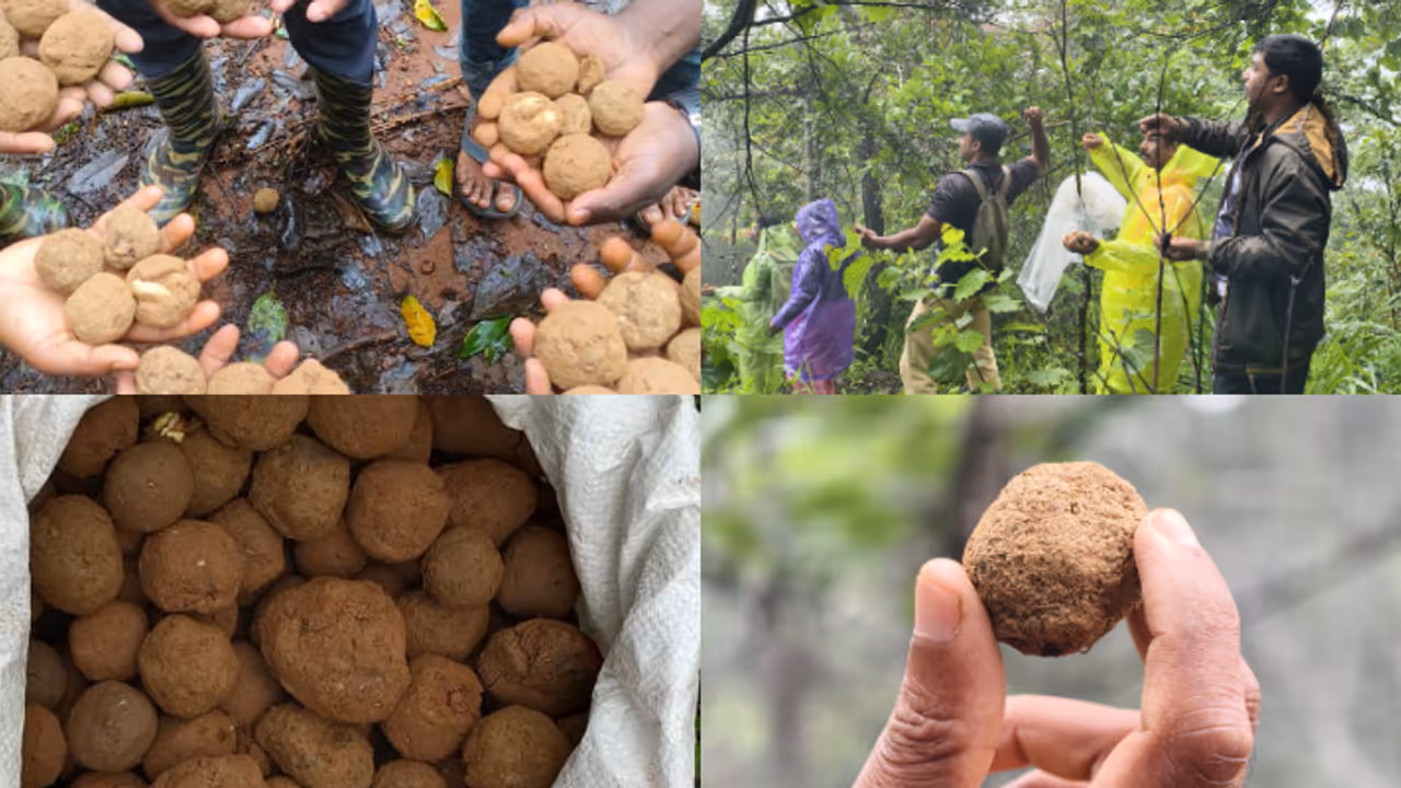 wayanad forest department seed ball
