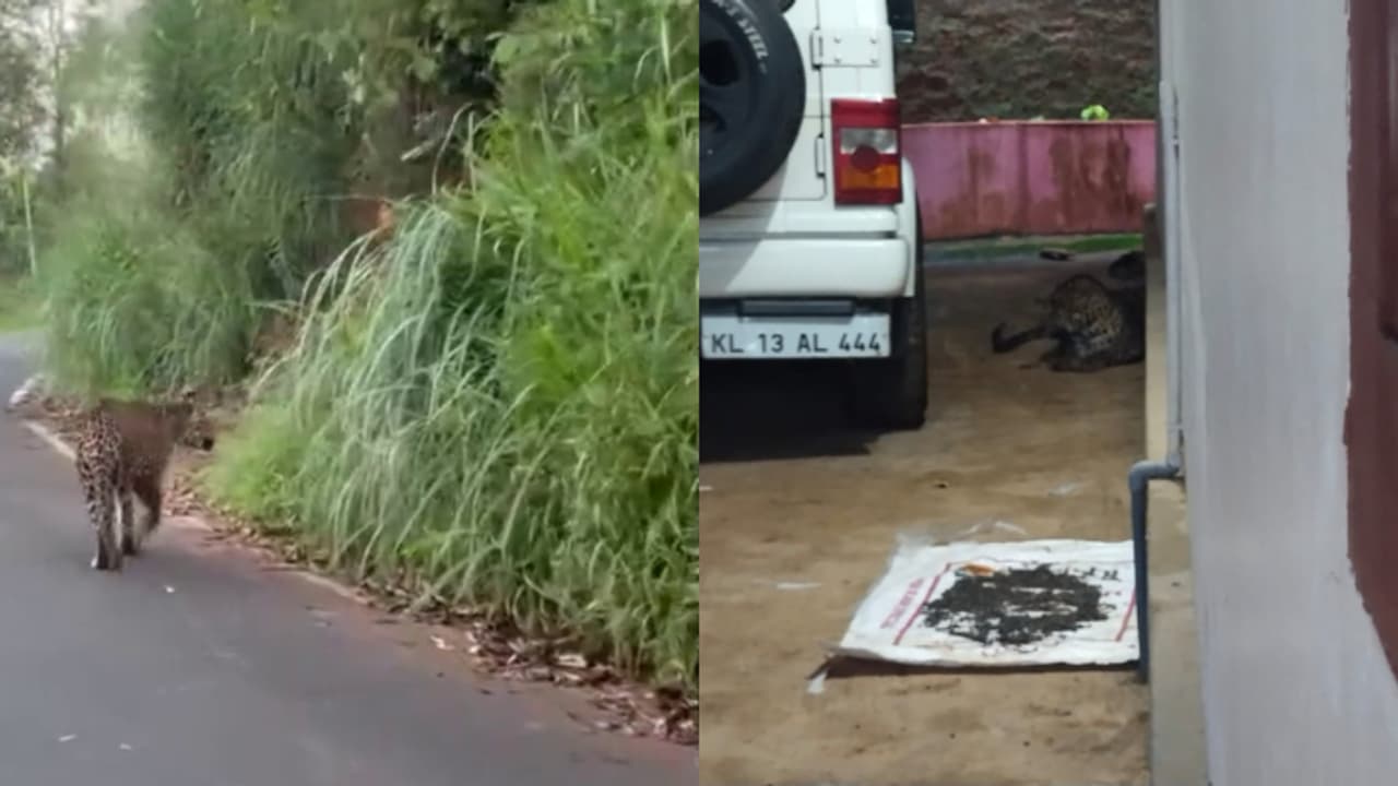 leopard wayanad leopard wayanad