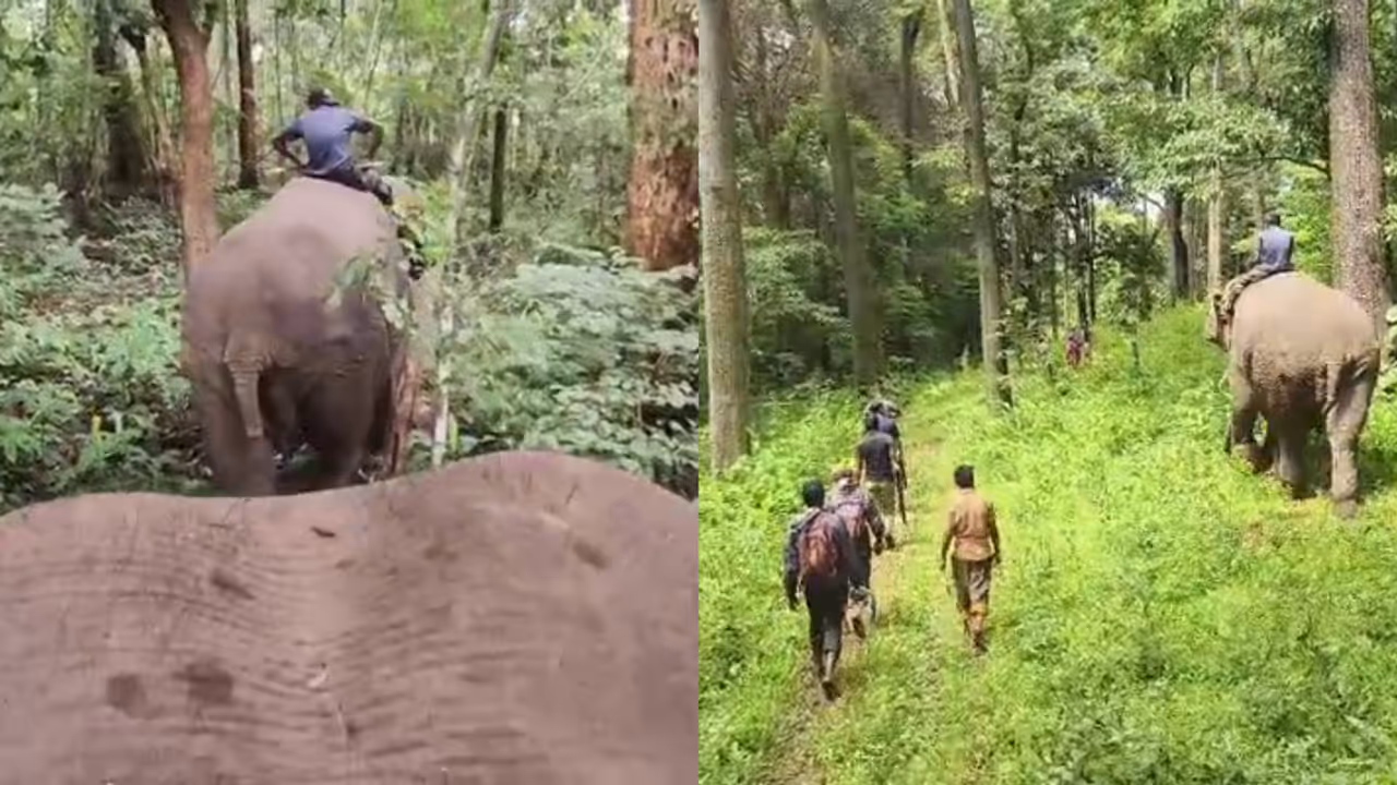 moodakolli kumki elephants moodakolli kumki elephants