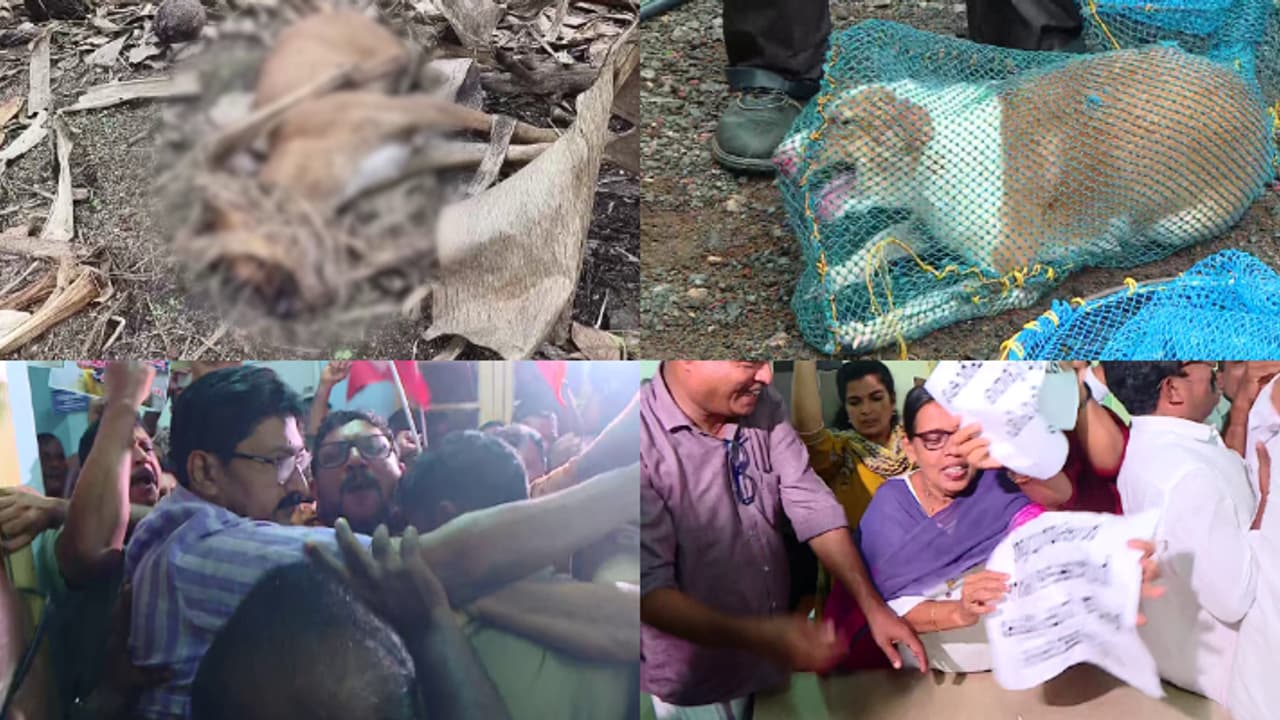 kannur stray dog menance kannur stray dog menance