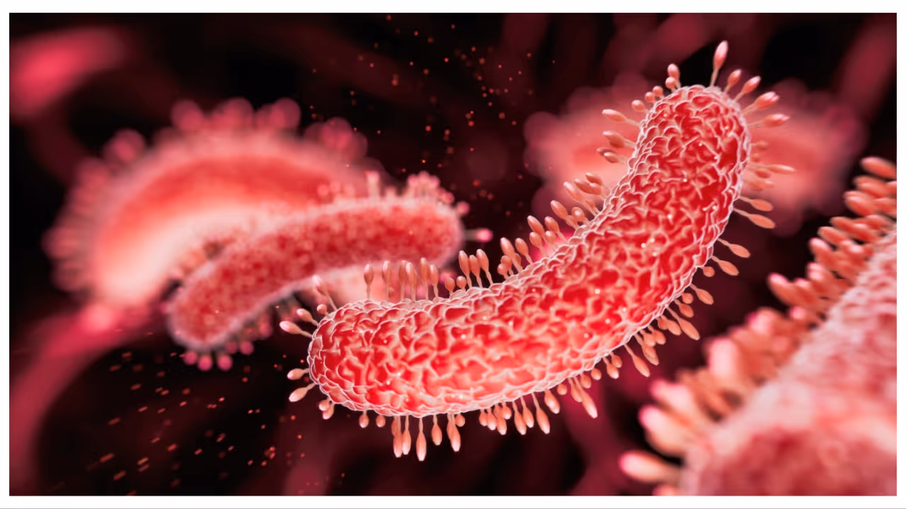 shigella shigella