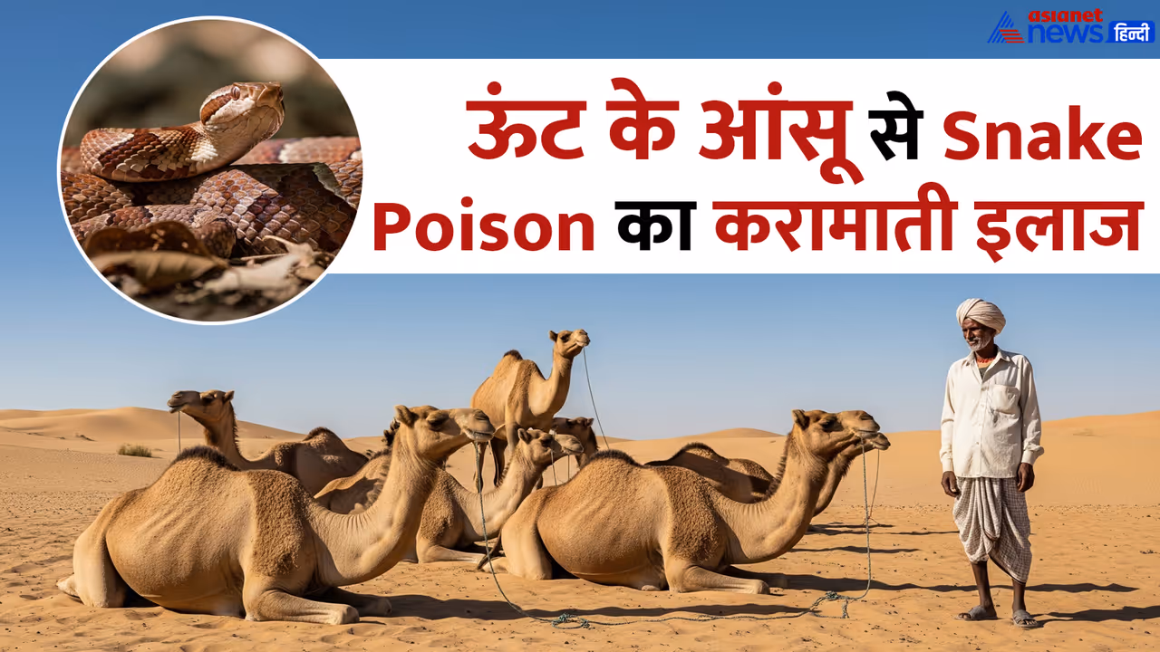 camel tears used to treat snake poison
