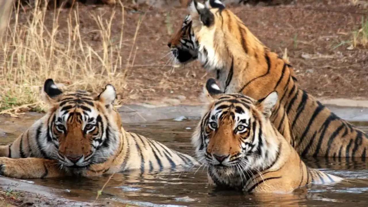 rajasthan ranthambore tiger reserve rajasthan ranthambore tiger reserve