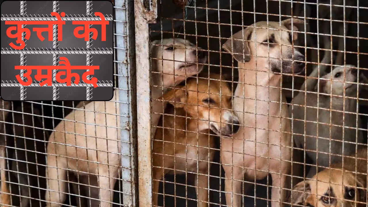 Stray Dog Life Imprisonment