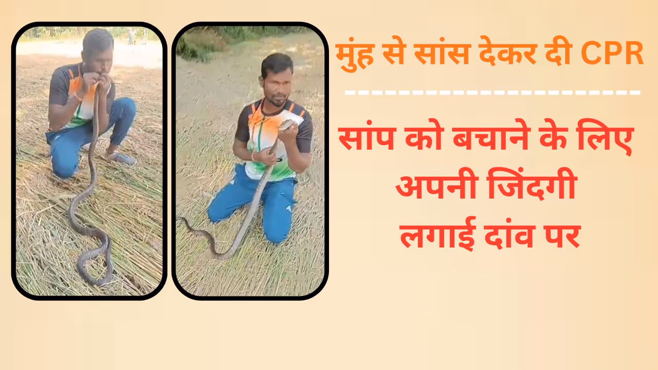 valsad news wildlife rescuer a new life to a snake by CPR in Gujarat valsad news wildlife rescuer a new life to a snake by CPR in Gujarat