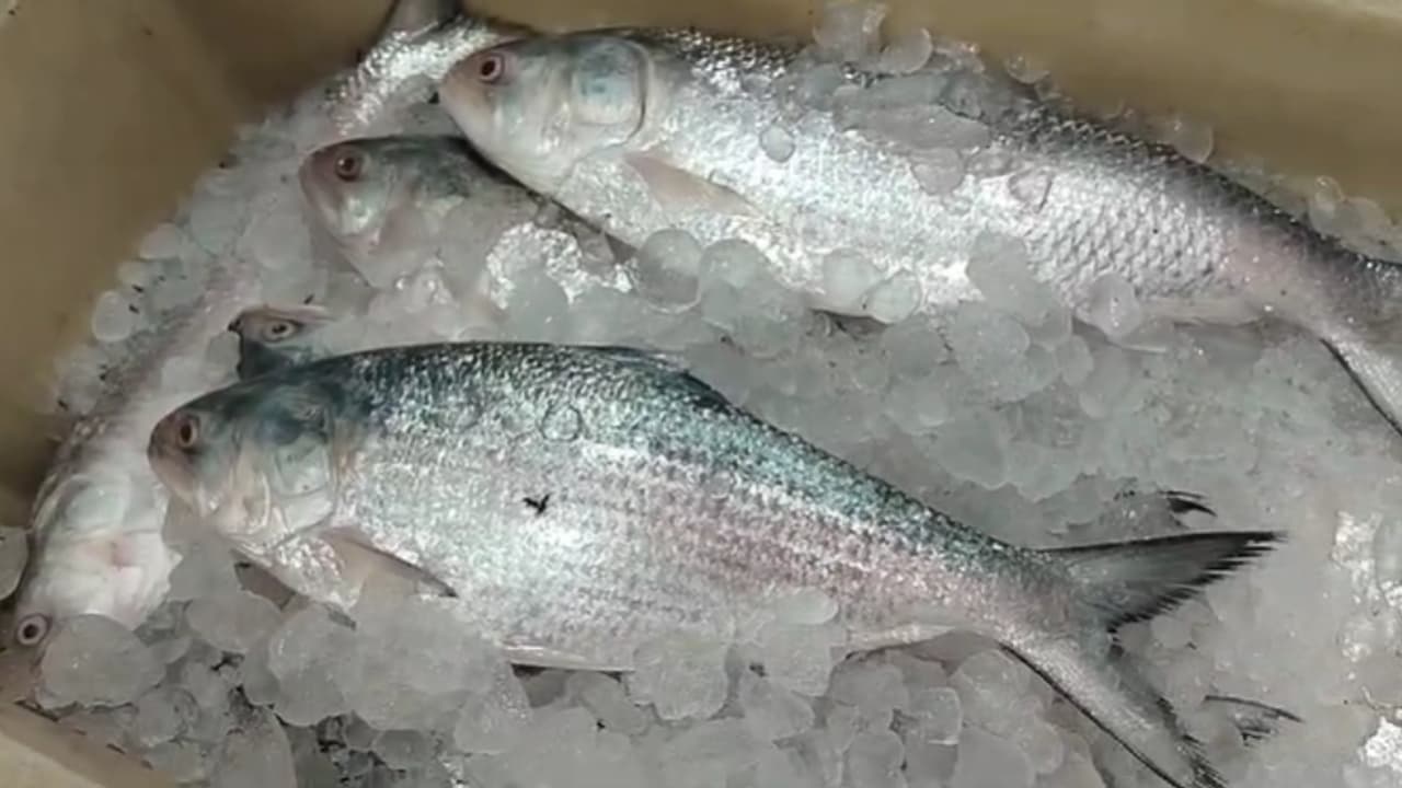 Hilsa Fish Price Hilsa Fish Price