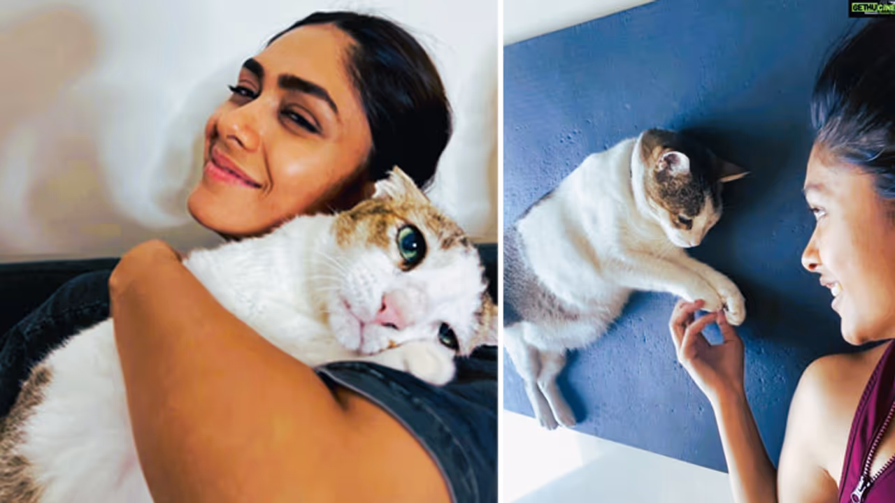 Biggest Cat Fashion Show in Mumbai Biggest Cat Fashion Show in Mumbai