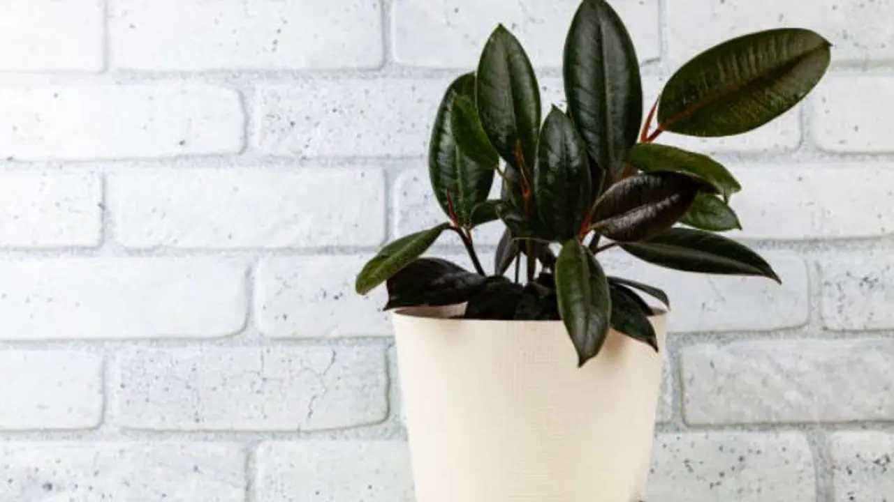 Positive energy plants Vastu