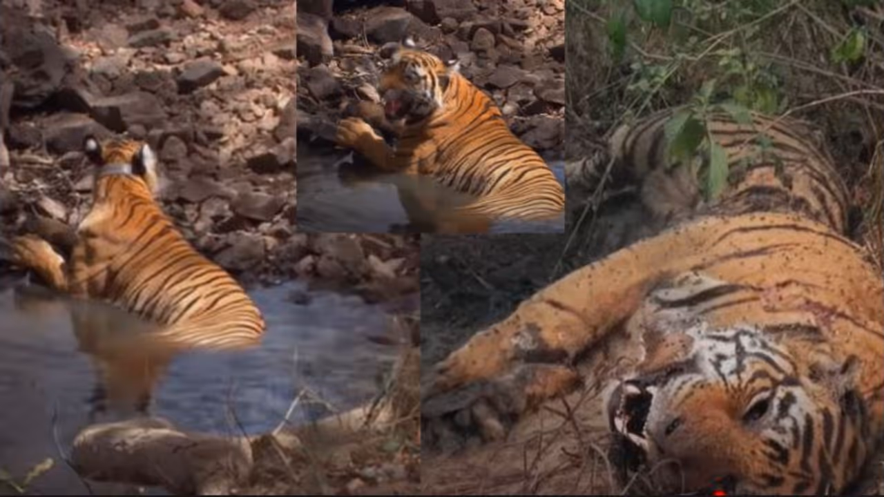 Tigress's Desperate Search for Dead Mate