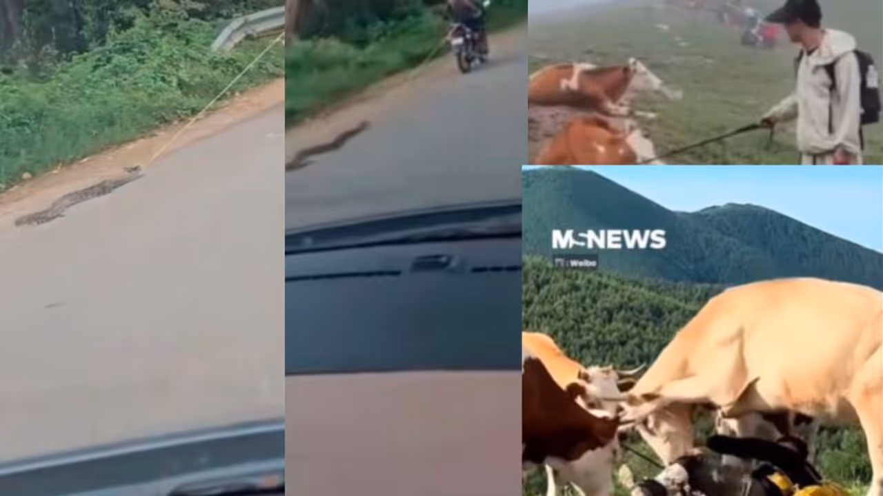 Snake abuse video sparks outrage on social media Snake abuse video sparks outrage on social media