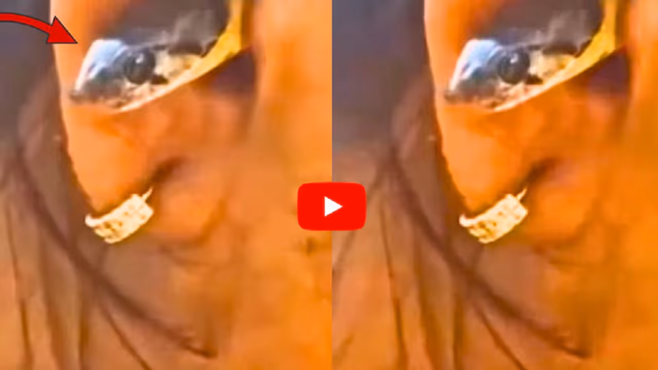 Snake Ear Removal Video Snake Ear Removal Video
