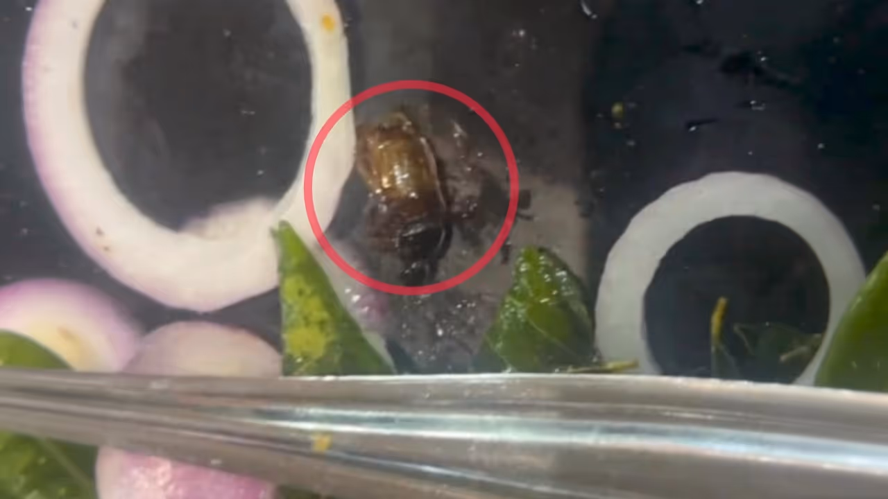 dead cockroach found in chicken biryani kozhikode hotel shut down dead cockroach found in chicken biryani kozhikode hotel shut down