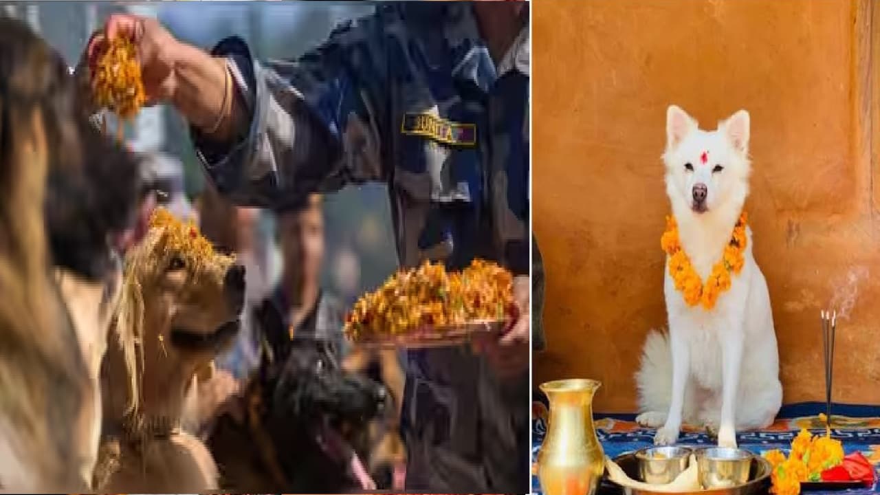 Kukur Tihar Kukur Tihar
