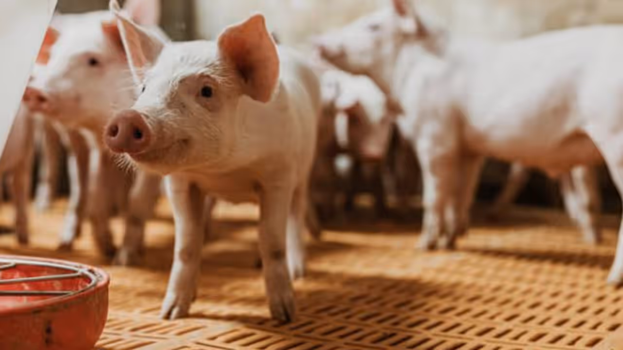 african swine thrissur african swine thrissur