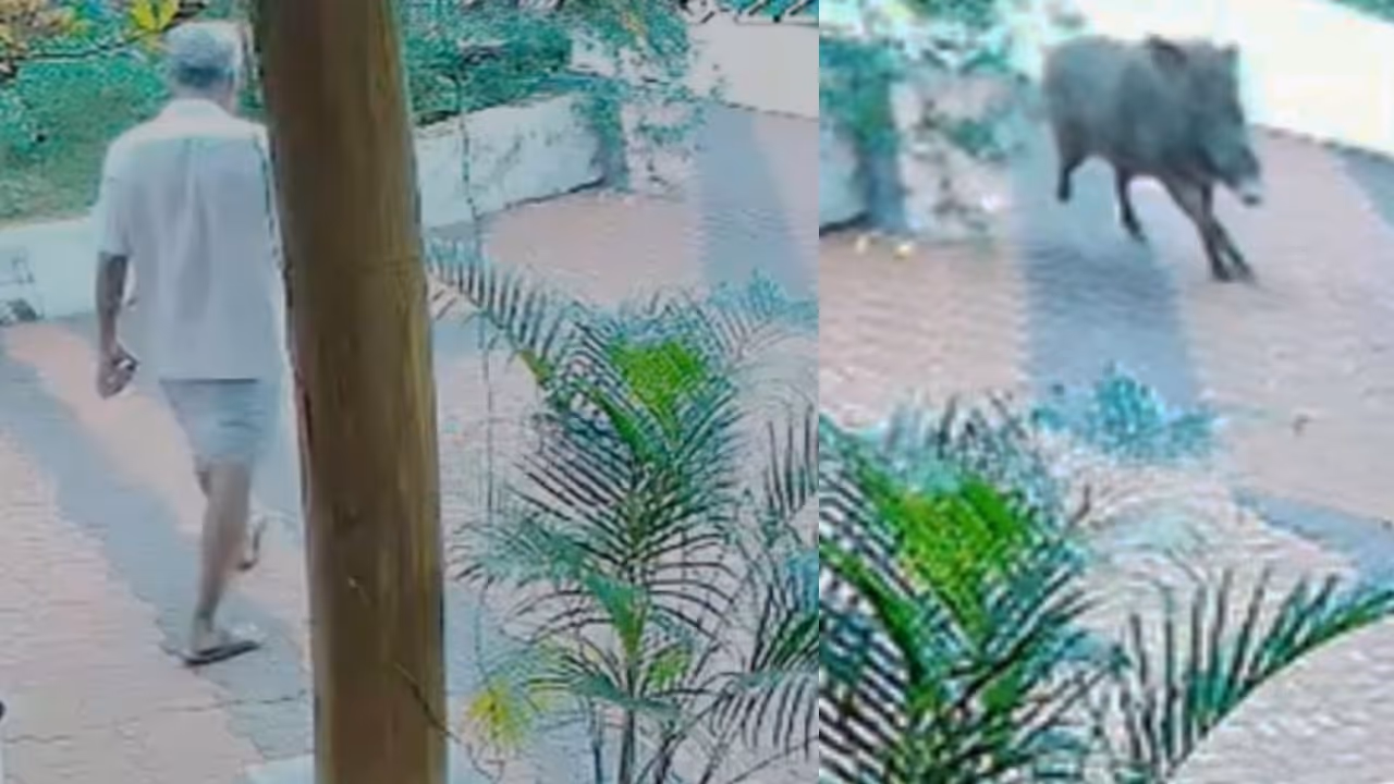 wild boar attack wild boar attack